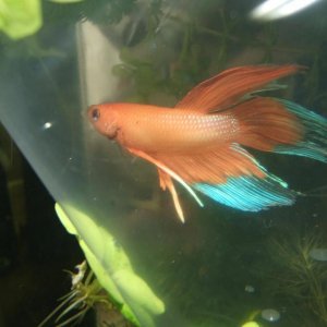 Moby the Goby 2216.jpg