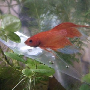Moby the Goby 2221.jpg
