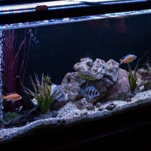cichlid tank.jpg