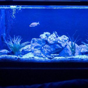 cichlid tank1.jpg