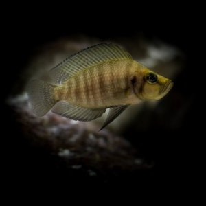 cichlid tank21wx1.jpg