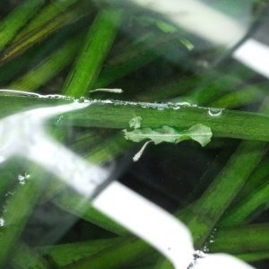 DSCF2220.JPG