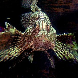 lionfish2.jpg