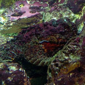 Stonefish.jpg