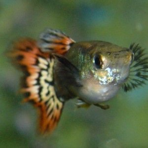 gupp.jpg