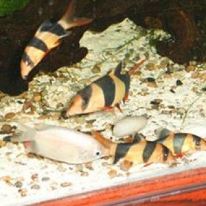4_C_Loaches___Pierre.jpg