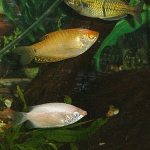 Rainbowfish___Gouramis.jpg