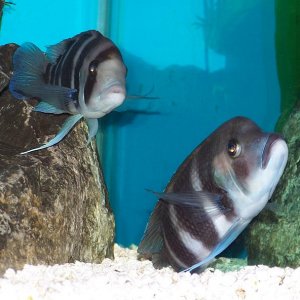 frontosa_spawning.jpg
