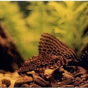 plecosharp.jpg