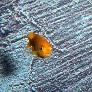 little_saulosi2.JPG