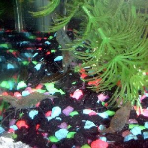 shrimp_gathering.JPG