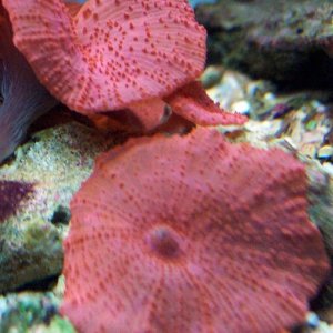 red_shroom_sm.jpg