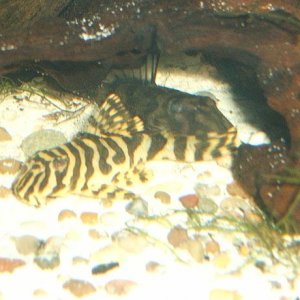 Brucilla___L052.jpg