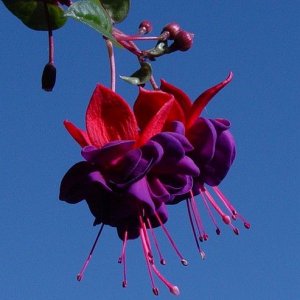 fushia_3.jpg