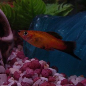 Swordtail__Honey_Gourami_and_Tank_008.jpg