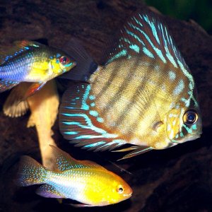 Discus_ram_ram.jpg