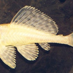albino_sailfin_pleco.jpg