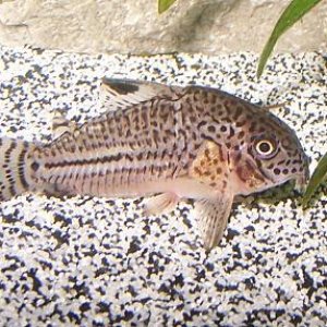 cory_5.jpg