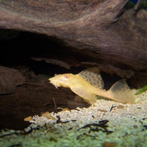 albino_pleco_1.JPG