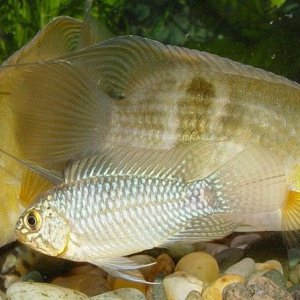 apisto.jpg