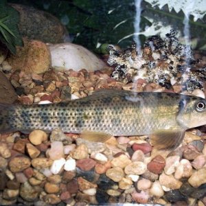 algaeeater.jpg