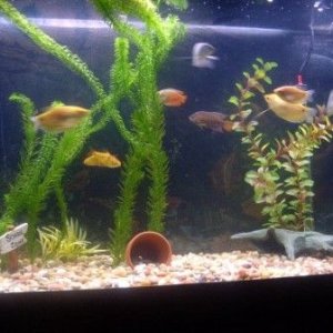 fish_2.jpg