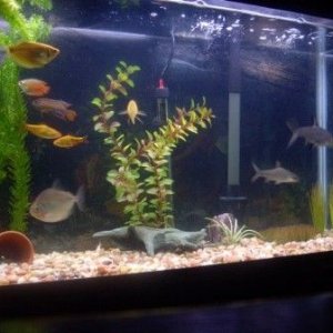 fish_3.jpg