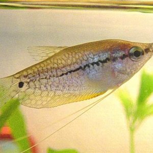 Pearl_Gourami_2__Small_.jpg