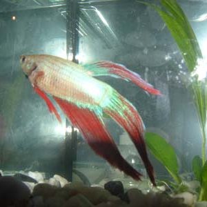betta1.jpg