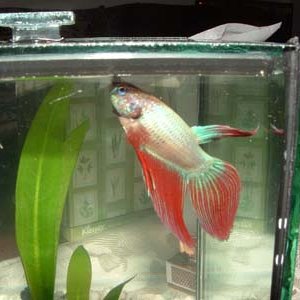 betta8.jpg