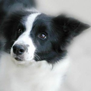 cider_portrait.jpg