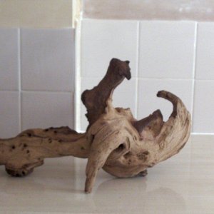 bogwood3.jpg