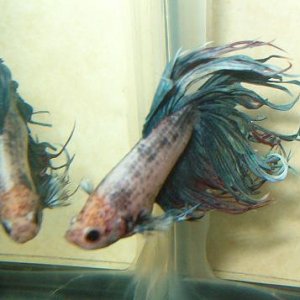 xbetta5.jpg