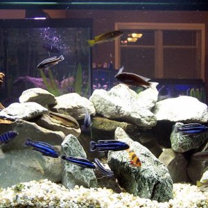 50_gallon_feb_28.jpg