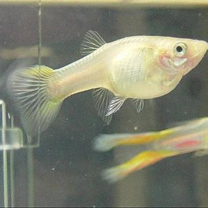 Pregnant_Lyretail_Guppy.jpg