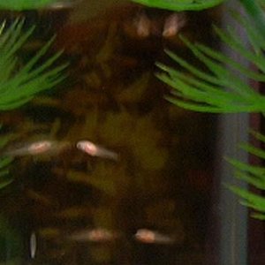 baby_fish.jpg