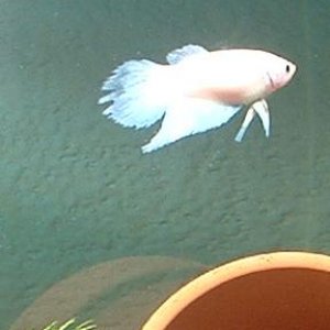 betta1.JPG