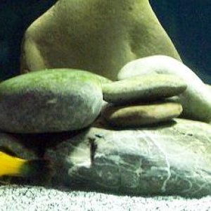 platy_shot.jpg