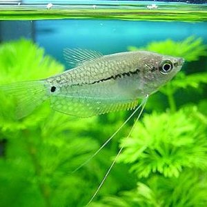 Pearl_Gourami_5.JPG
