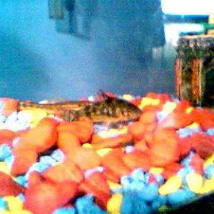 catfish01.jpg