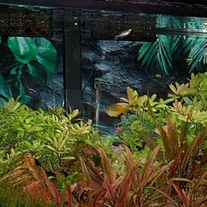 plant_tank.JPG