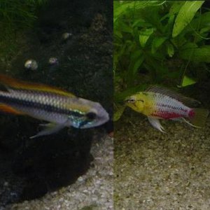 Apisto_Fish_001_fit.JPG