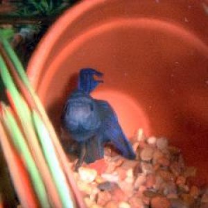 blue_betta_in_pot.JPG