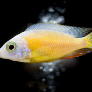 cichlid tank21wx1211.jpg