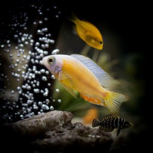 cichlid tank21wx121111.jpg