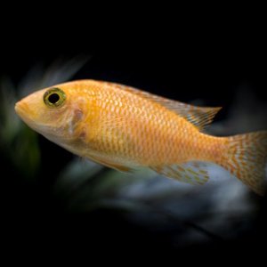 cichlid tank21wx1211112.jpg