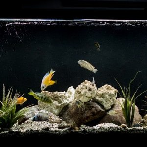 cichlid tank21wx12111123.jpg