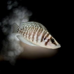 cichlid tank21wx1211112311.jpg