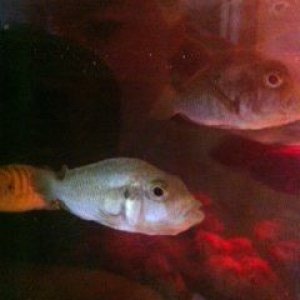 photo 1 (1).JPG