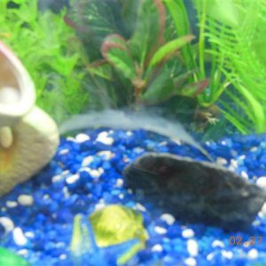 journal 50 gallon tank 010 (Small).JPG